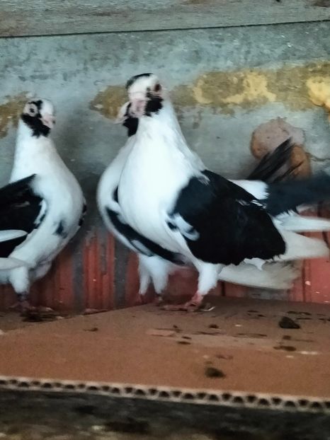 IMG20221218095528 - decembrie 2022