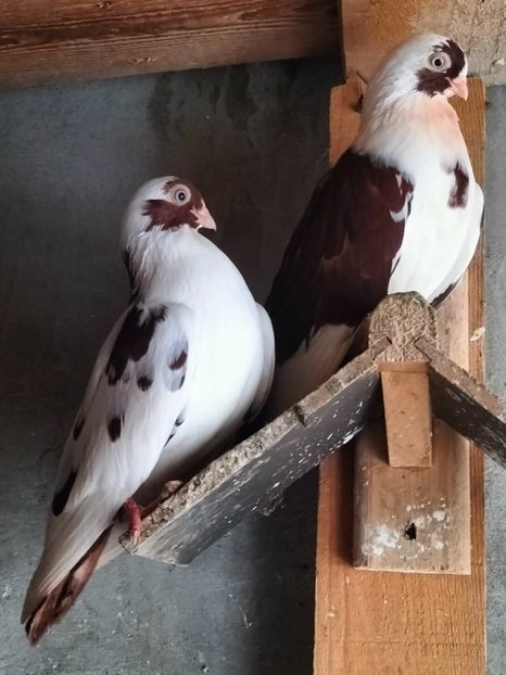 IMG20221218095447 - decembrie 2022