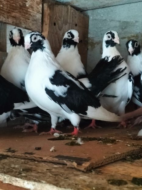 IMG20221218095418 - decembrie 2022