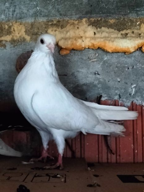 IMG20221218095320 - decembrie 2022