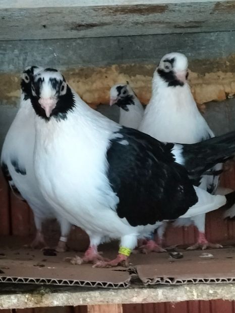 IMG20221218095152 - decembrie 2022