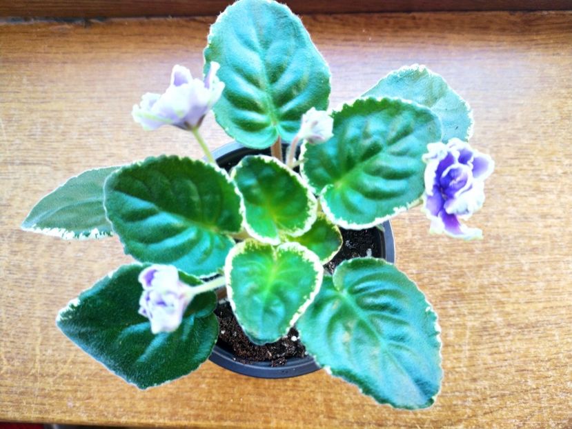 18 decembrie 2022 - ND Bosfor Vostochnyj