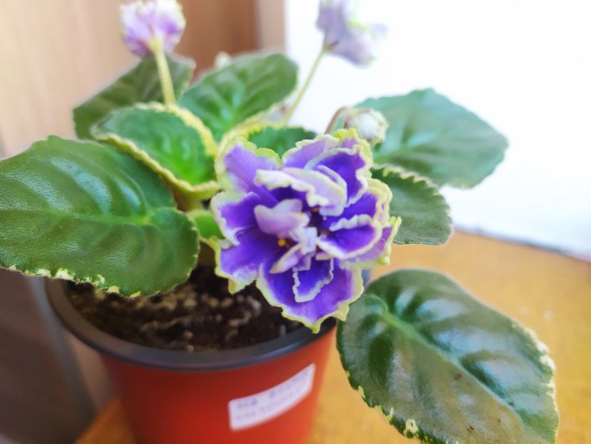 18 decembrie 2022 - ND Bosfor Vostochnyj