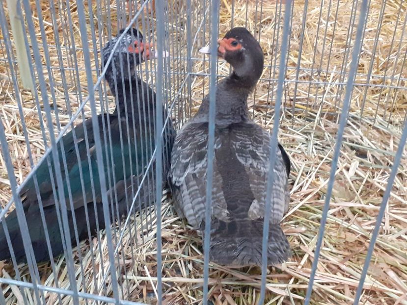  - Expo Nationala 2022