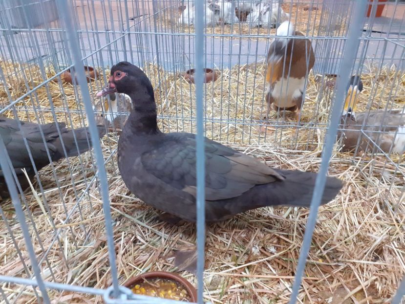  - Expo Nationala 2022