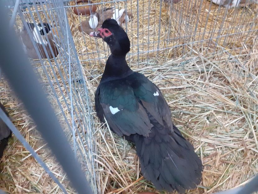  - Expo Nationala 2022