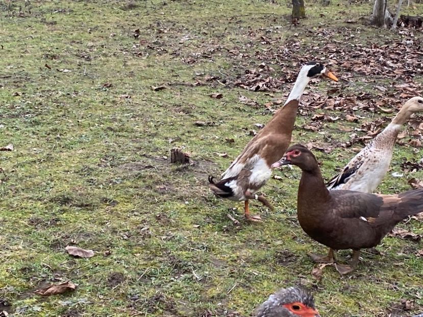 C132AE76-827D-433A-B889-EC606014E6CD - De vanzare