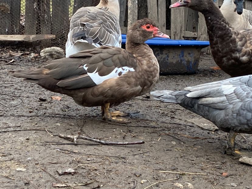 08545E3C-27C4-4B92-B83E-70B8B0C44FFA - De vanzare