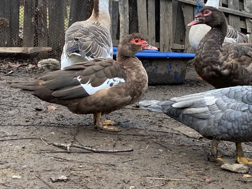 62A410C7-04E3-4EF4-924E-455A8207A622 - De vanzare