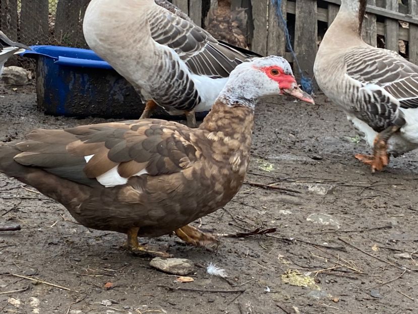 B0933F59-0272-4930-A488-B5CB7B73051D - De vanzare