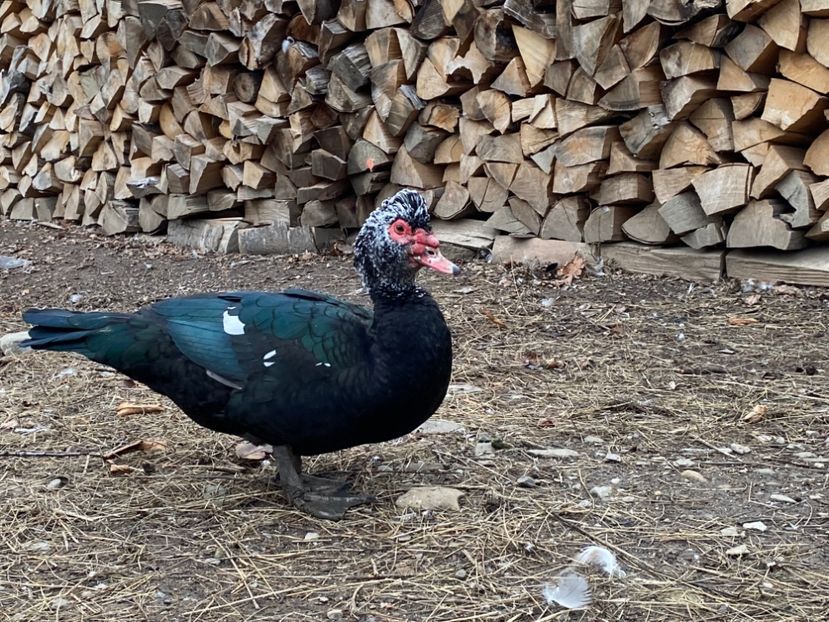 DD955D4E-4640-49E9-9CAB-0899F2A31F77 - De vanzare