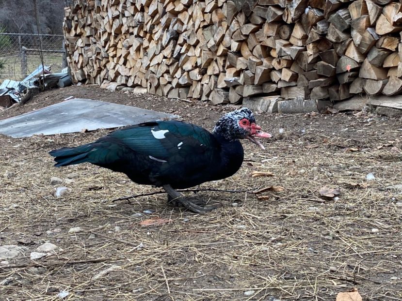 1674BC3C-E8E7-49F9-8A58-F5B8951CF622 - De vanzare