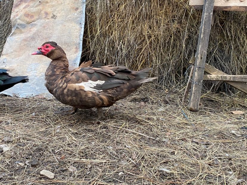 4E234C21-B856-4E81-A3D0-E162E9E66628 - De vanzare