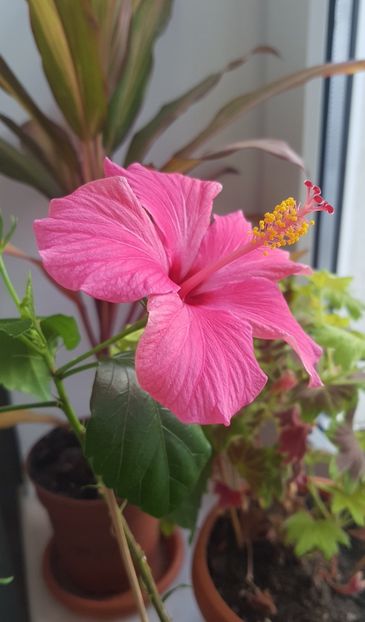 Din nou, singurul meu hibi! - Alte plante de interior