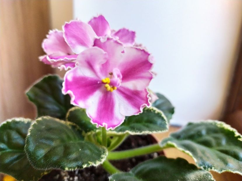 18 decembrie 2022 - VaT Britni