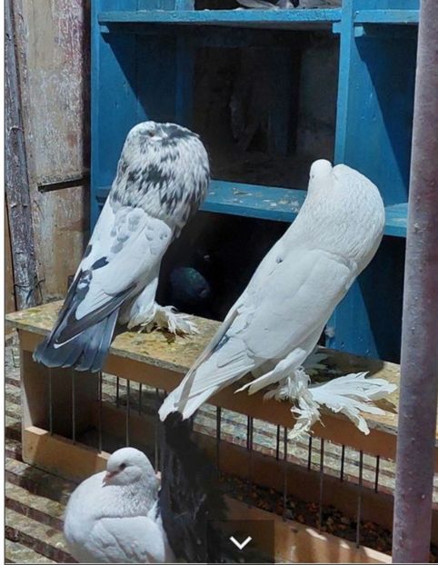 Screenshot_20221218_133349_Chrome - GUSATI POMERANIA