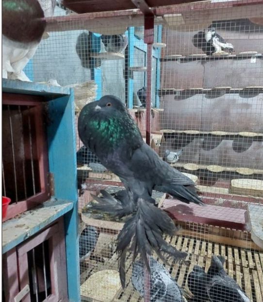 Screenshot_20221218_133434_Chrome - GUSATI POMERANIA