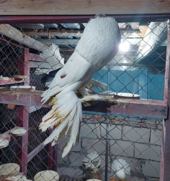 Screenshot_20221218_133450_Chrome - GUSATI POMERANIA