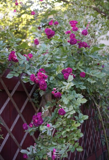  - Bleu Magenta