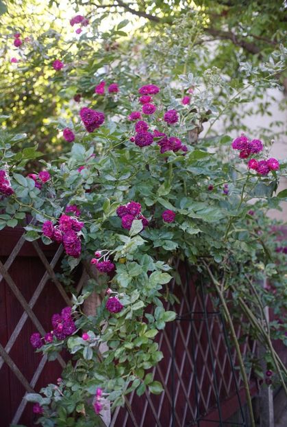  - Bleu Magenta
