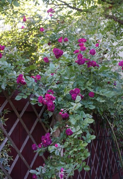  - Bleu Magenta