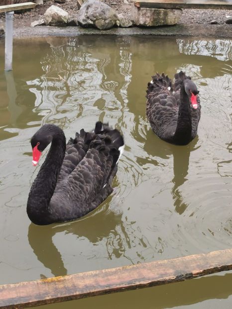  - Lebede Negre