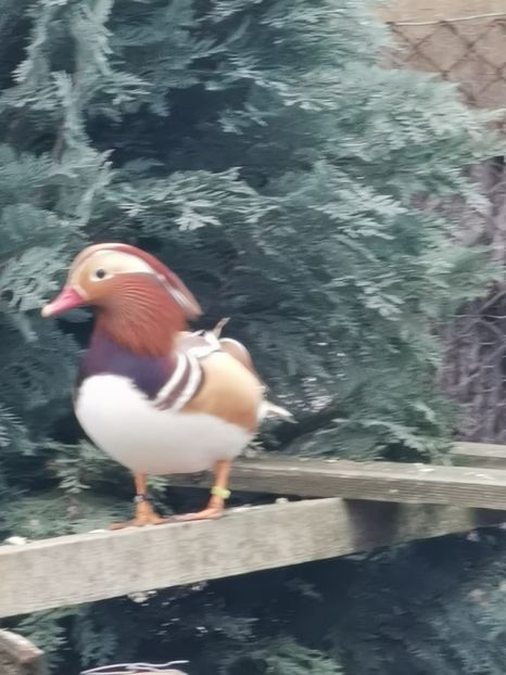  - Rate Mandarine Galbene