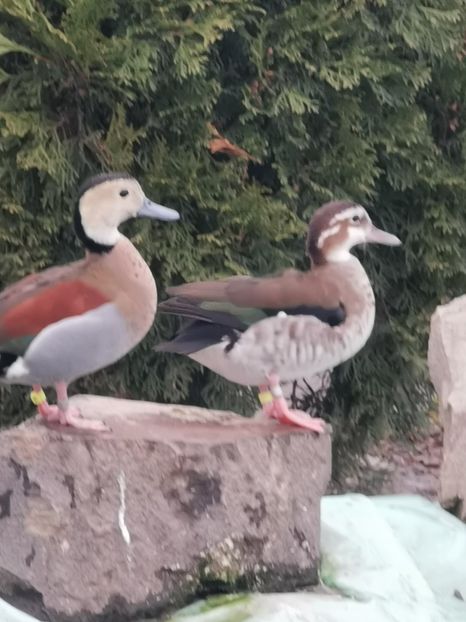  - Rate Micul Atlantic Sau Umar Rosu