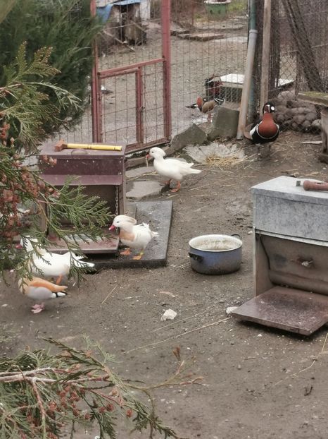  - Rate Mandarine Albe