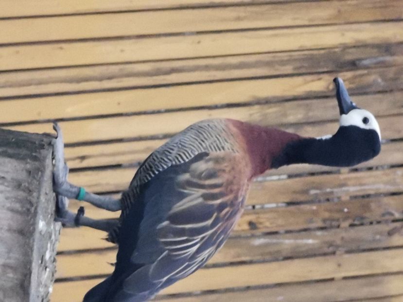  - Giste  Fluieratoare Calugar