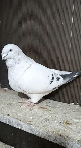 Mape 2020 - VOIAJOR ROMANESC DE FRUMUSETE MASCULI