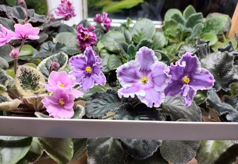  - 1 1 Violete Africane de Colecție