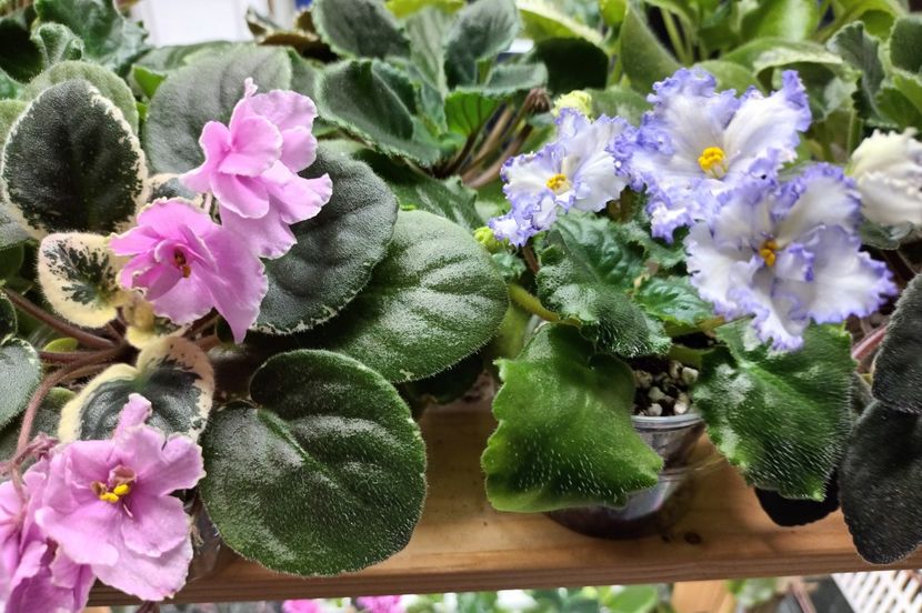  - 1 1 Violete Africane de Colecție