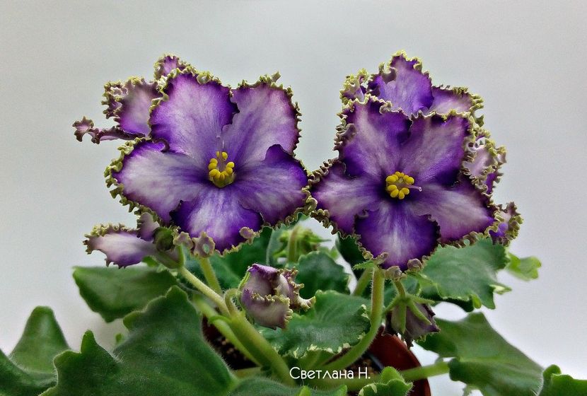 foto internet - LE Almaznaya Diadema