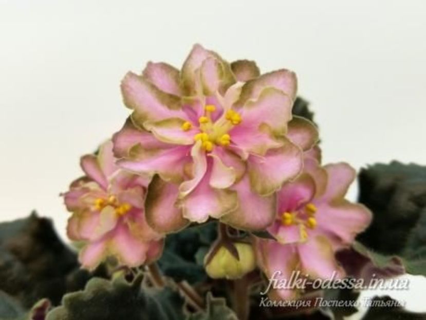 foto internet - Dn Rahat Lukum