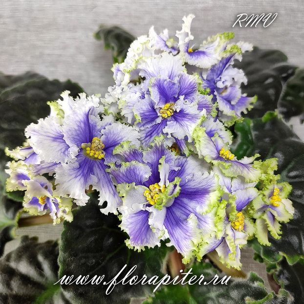 foto internet - RM Illyria