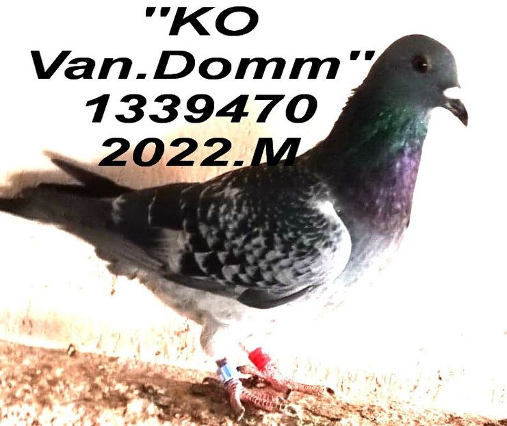 2022.1339470.M ko van bun -scr - 2 MATCA 2023