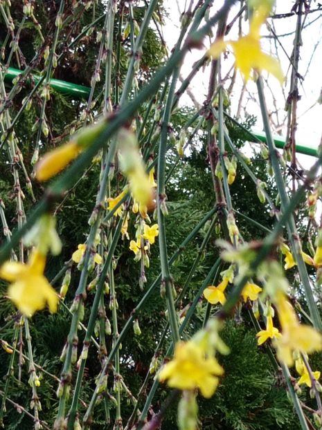  - dragostea  de natura