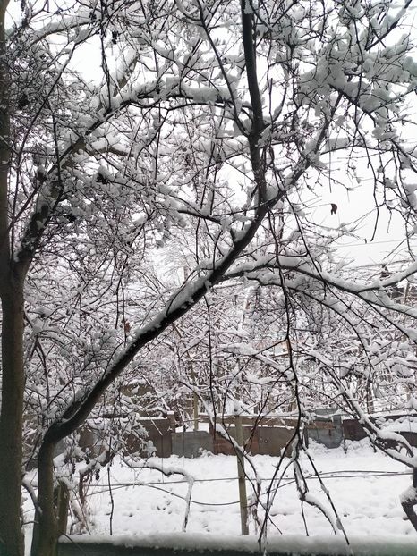 IMG20221215081909 - Decembrie 2022