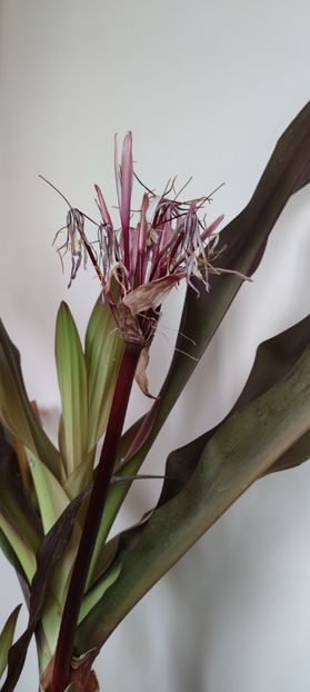  - plantutele mele