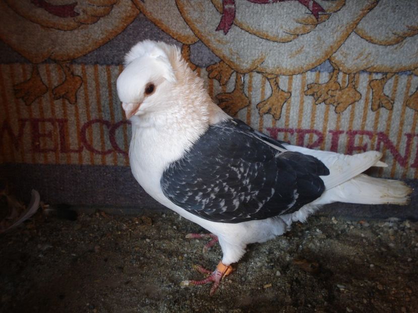 985-20 fem - gut pui si adulti