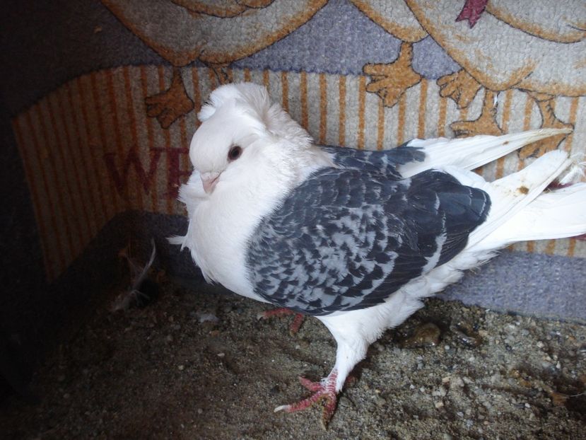 D7 20 CB 250 fem Germania matca 23 - gut pui si adulti