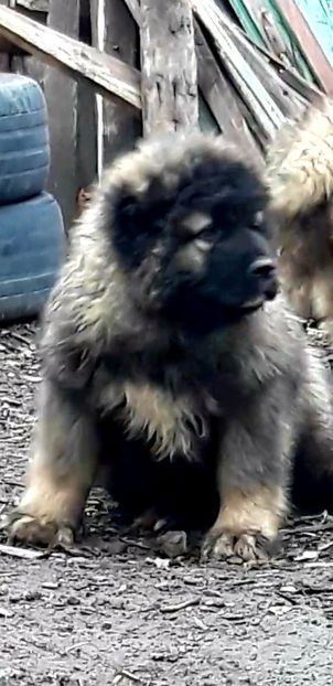  - Ciobanesc caucazian Pui