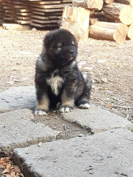  - Ciobanesc caucazian Pui
