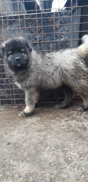 Screenshot_20221219-131437_Video Player - Ciobanesc caucazian Pui