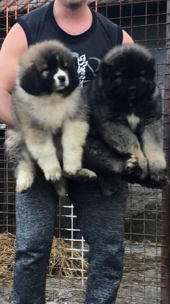 IMG-20221126-WA0011 - Ciobanesc caucazian Pui