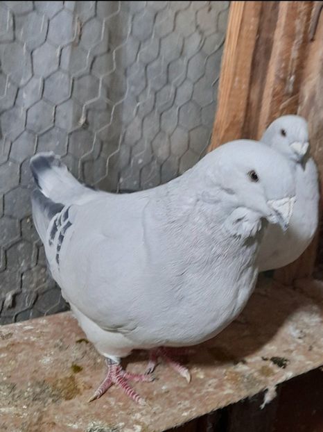 Zoly 2020 - VOIAJOR ROMANESC DE FRUMUSETE MASCULI