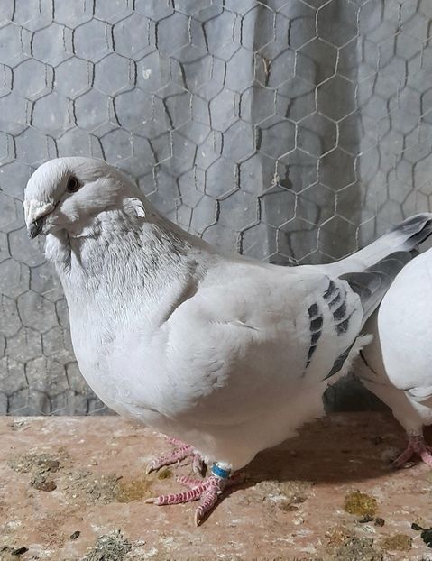 Zoly 2020 - VOIAJOR ROMANESC DE FRUMUSETE MASCULI