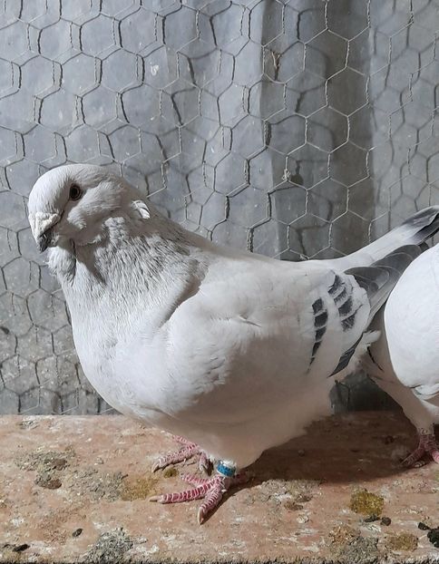 Zoly 2020 - VOIAJOR ROMANESC DE FRUMUSETE MASCULI