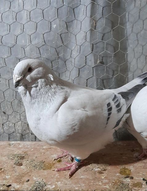 Zoly 2020 - VOIAJOR ROMANESC DE FRUMUSETE MASCULI